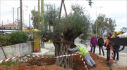 Η ΕΡΓΟΣΕ φυτεύει αιωνόβια ελαιόδεντρα στις πυρόπληκτες περιοχές