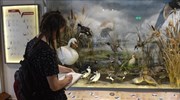 Μεγάλη έρευνα κοινού πραγματοποίησε το Μουσείο Φυσικής Ιστορίας Μετεώρων