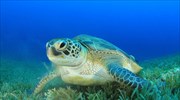 Ερευνητές βρήκαν πλαστικά σωματίδια σε κάθε θαλάσσια χελώνα που εξέτασαν για μελέτη