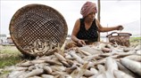 Αλιευτική περίοδος στην Καμπότζη
