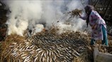 Κάπνισμα ψαριών στη Σριναγκάρ