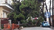 Ρόδος: Δένδρο έπεσε σε κεντρικό δρόμο