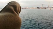 OHE: 2.262 μετανάστες έχασαν τη ζωή τους στη Μεσόγειο το 2018