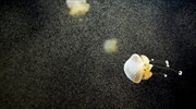 Αυστραλία: Οι μέδουσες κατέκλυσαν της ακτές του Κουίνσλαντ