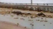 Διακοπή κυκλοφορίας στην παλαιά εθνική οδό Πατρών - Κορίνθου στο ύψος της γέφυρας Μεγανίτη
