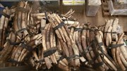 Διχάζει Αφρική - Ευρώπη ο έλεγχος του εμπορίου ελεφαντόδοντου