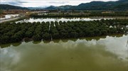 Υπερχείλισε ο ποταμός Αλφειός στην Ηλεία