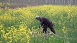 Αγροτικές εργασίες στην Πεσαβάρ
