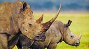Η λαθροθηρία ρινόκερων σημειώνει πτώση για τέταρτη συνεχή χρονιά