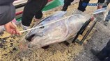 Ψαριά πάνω από 300 κιλά τόνοι στη Νάξο!
