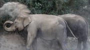 Η Μποτσουάνα εξετάζει την άρση της απαγόρευσης του κυνηγιού ελεφάντων λόγω υπερπληθυσμού