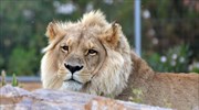 Τσεχία: Τον σκότωσε το λιοντάρι... που κρατούσε σπίτι του