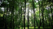Ιταλία: Κινδυνεύει το δάσος των «Στραντιβάριους»