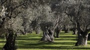 Sector official says Greek olive oil production to drop to 140K tons in 2019