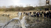 Απελευθέρωση άγριων πουλιών στη λίμνη Κερκίνη