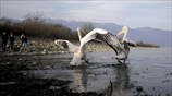 Απελευθέρωση άγριων πουλιών στη λίμνη Κερκίνη