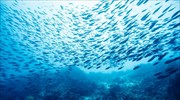 Ο πληθυσμός των ψαριών του πλανήτη μειώνεται λόγω της υπερθέρμανσης