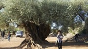 Νew study shows benefits from including famous Kalamata olives in diet
