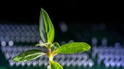 Βιονικά φυτά με «υπερδυνάμεις», χάρη σε νανοϋλικά