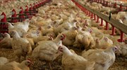 Οι ελληνοποιήσεις κοτόπουλων απειλή  για τους πτηνοτρόφους