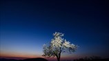 Νεκρή φύση στην Ουγγαρία