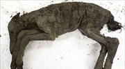 Ανακαλύφθηκε παγωμένο άλογο, ηλικίας 42.000 ετών, στη Σιβηρία