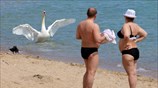Κύκνειες βουτιές στην Κριμαία