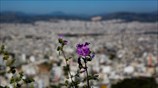 Ανοιξιάτικο λεκανοπέδιο