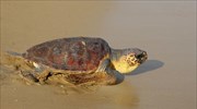 Κρήτη: Μέτρα για την προστασία της θαλάσσιας χελώνας