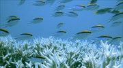 Ανακάλυψη οργανισμών που αναπνέουν αρσενικό στον Ειρηνικό Ωκεανό