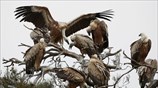 Γύπες στον Έβρο