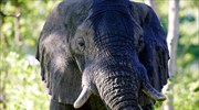 Μαλάουι: Ελέφαντας σκότωσε Βρετανό στρατιώτη