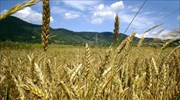 ABB Grain, GrainCorp, CBH Group: Πώληση σταριού στο Ιράκ