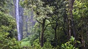 Χάθηκε σε δάσος της Χαβάης και βρέθηκε μετά από 15 ημέρες