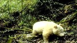 Σπάνιο γιγαντιαίο πάντα- αλμπίνο εντοπίστηκε στην Κίνα