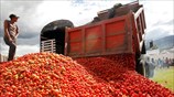 Ετοιμασίες για τις τοματομαχίες