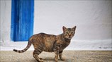 Γάτα στο Ναύπλιο