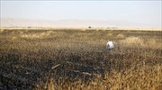 Συρία: Πυρκαγιές καίνε χιλιάδες στρέμματα καλλιεργειών σε περιοχές υπό κουρδικό έλεγχο