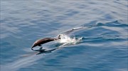 Νεκρό δελφίνι στη Μαρίνα Ζέας