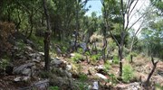 Μεσσηνία: Εντοπίστηκε φυτεία με 1.665 δενδρύλλια κάνναβης