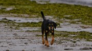 Φυλάκιση οκτώ μηνών σε κυνηγούς που δηλητηρίασαν επτά ποιμενικούς σκύλους