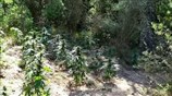 Εντοπίστηκε φυτεία δενδρυλλίων κάνναβης σε δασώδη περιοχή στην Οινόη Αττικής