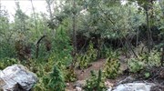 Λάρισα: Δύο συλλήψεις για τεράστια φυτεία χασίς