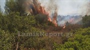 Δασική πυρκαγιά στο Μαρτίνο Φθιώτιδας