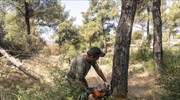 Θεσσαλονίκη: Αναγκαστική υλοτόμηση 8.000 χωρικών καυσόξυλων από το Σέιχ Σου