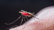 ΙΣΑ: Μέτρα προφύλαξης από τα κουνούπια και τον ιό του Δυτικού Νείλου