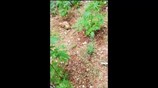 Εντοπισμός φυτείας Στερεά Ελλάδα