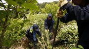 Έκθεση ΟΗΕ: Αύξηση παραγωγής κοκαΐνης στην Κολομβία
