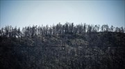 Πυρκαγιά στην Εύβοια: Εικόνες από το drone της πυροσβεστικής