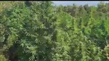 Εντοπισμός φυτείας κάνναβης σε δύσβατη περιοχή της Φθιώτιδας